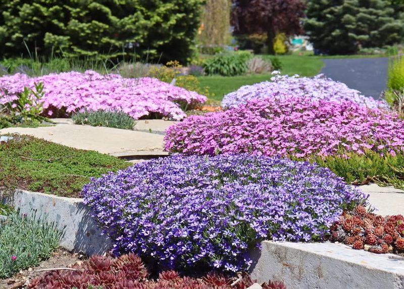 Creeping Phlox