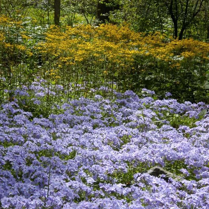 Creeping Phlox Creeping Phlox