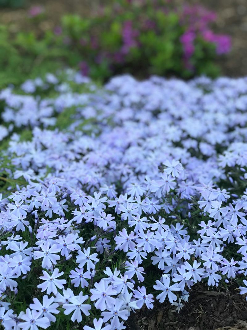 Creeping Phlox