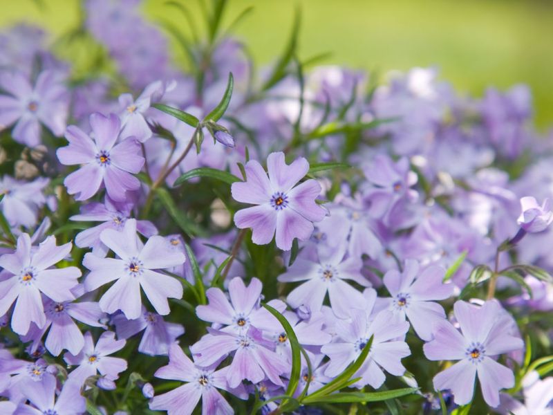 Creeping Phlox