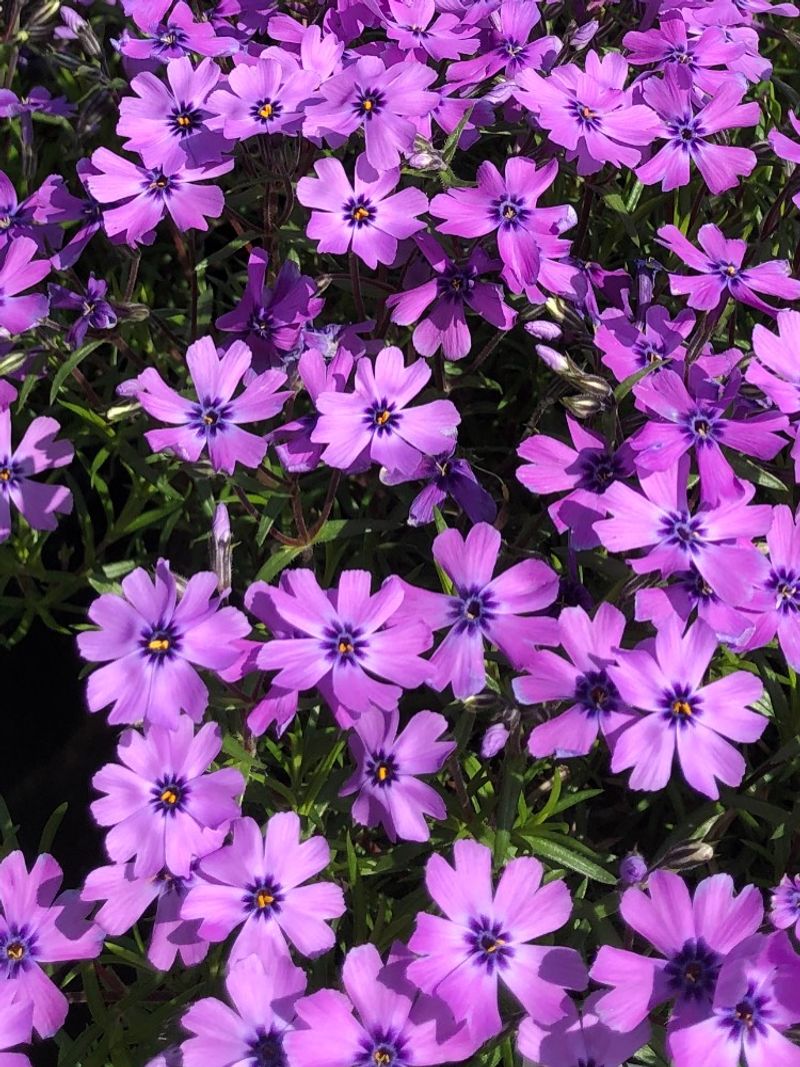 Creeping Phlox