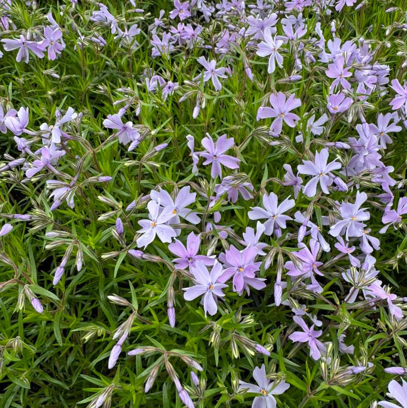 Creeping Phlox