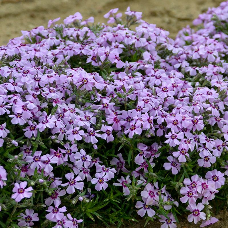 Creeping Phlox Brings Bright Color To Sunny Spots