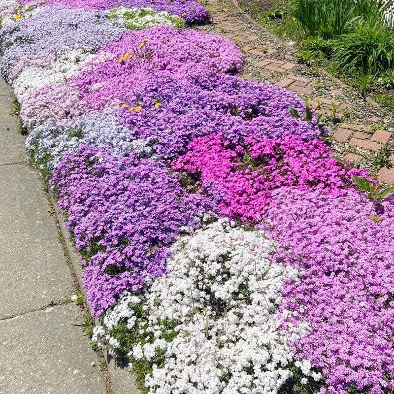 Creeping Phlox / Moss Phlox