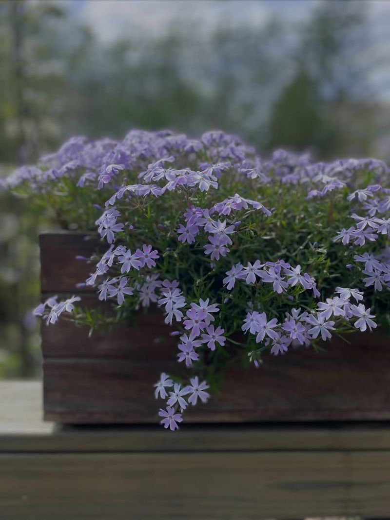 Creeping Phlox (Phlox subulata)