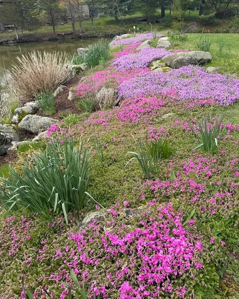 Creeping Phlox Softens Sunny Walkway Edges With Spring Blooms Creeping Phlox Softens Sunny Walkway Edges With Spring Blooms