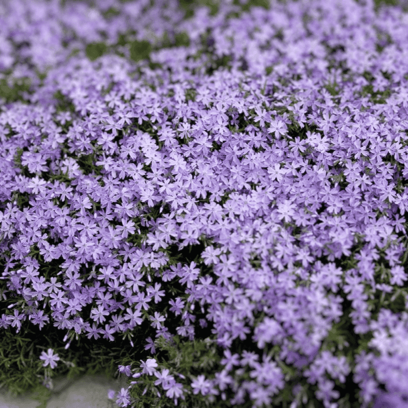 Creeping Phlox Spreads Color Across Sunny Ground