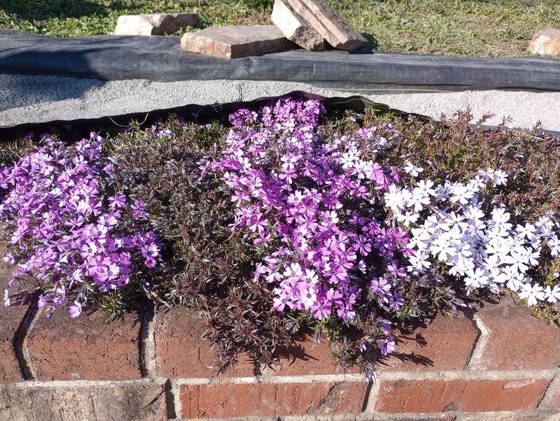 Creeping Phlox