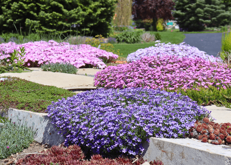 Creeping Phlox