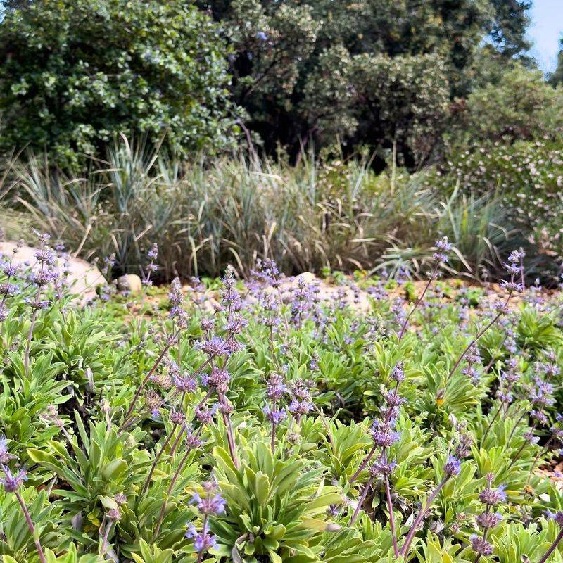 Creeping Sage
