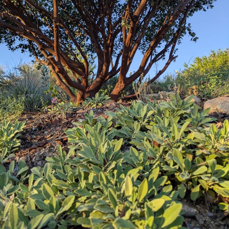 Creeping Sage