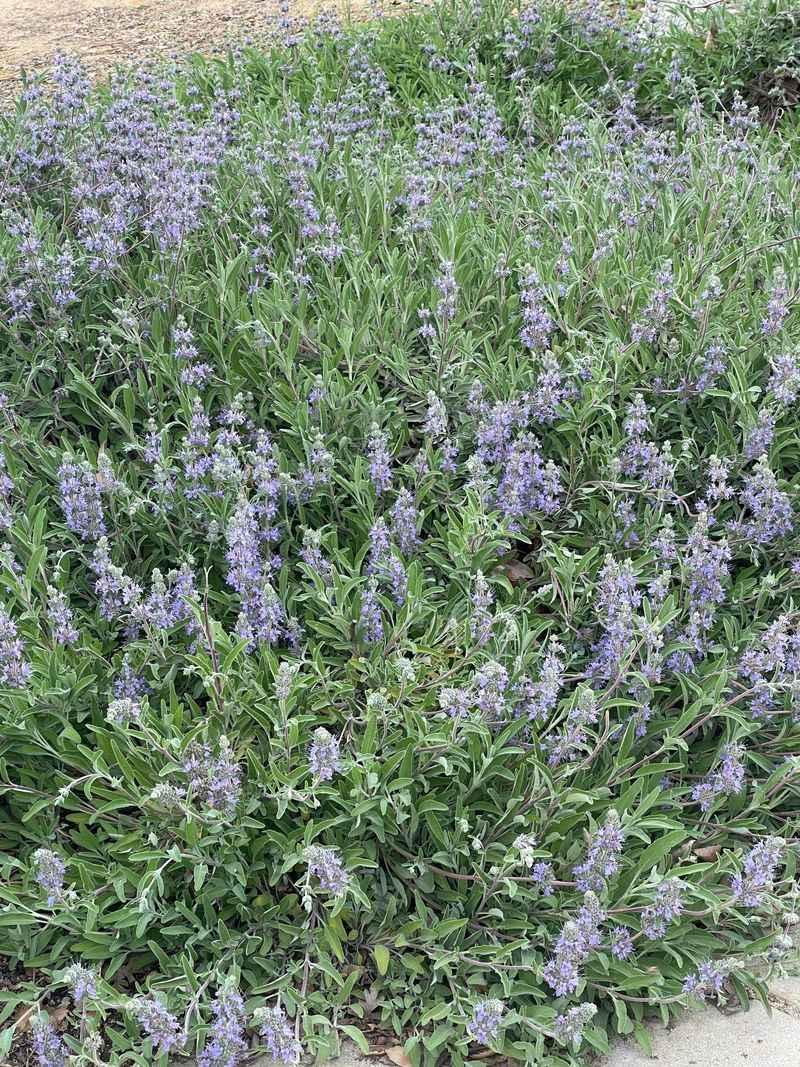Creeping Sage Covers Ground With Less Fuel Buildup