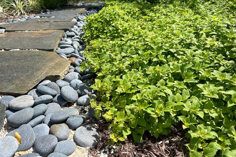 Creeping Sage Covers Tough Dry Spots