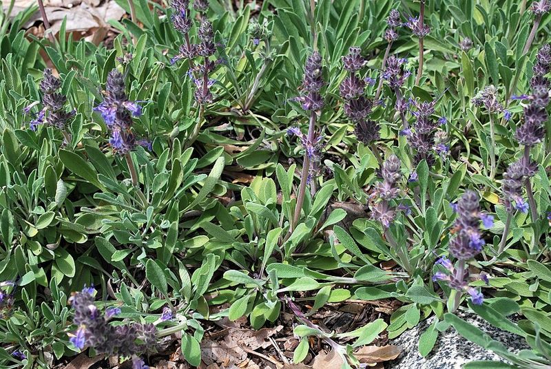 Creeping Sage Fills Low Shady Spaces