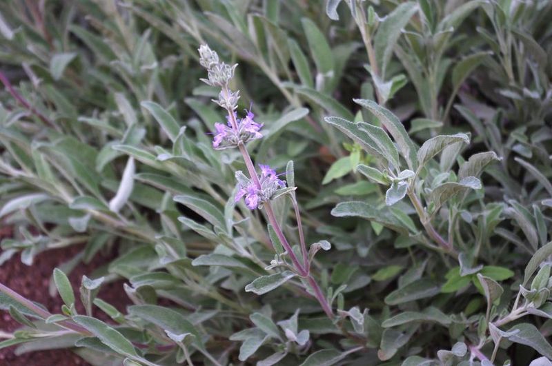 Creeping Sage Gives Slopes Native Fragrance Creeping Sage Gives Slopes Native Fragrance
