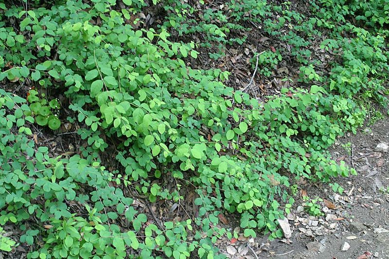Creeping Snowberry