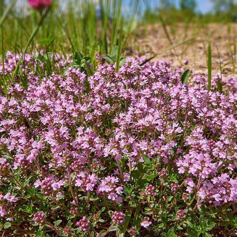 Creeping Thyme