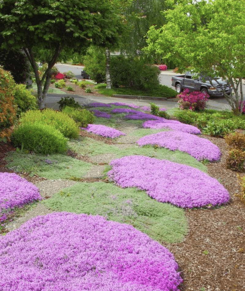 Creeping Thyme Creeping Thyme
