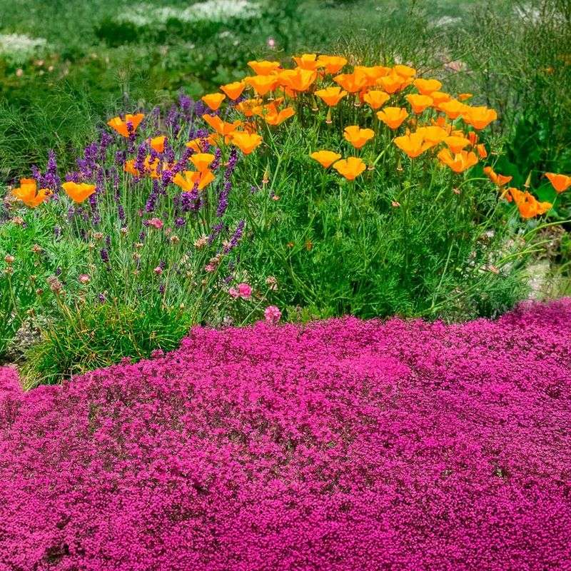 Creeping Thyme Handles Sunny, Dry Edges Creeping Thyme Handles Sunny, Dry Edges