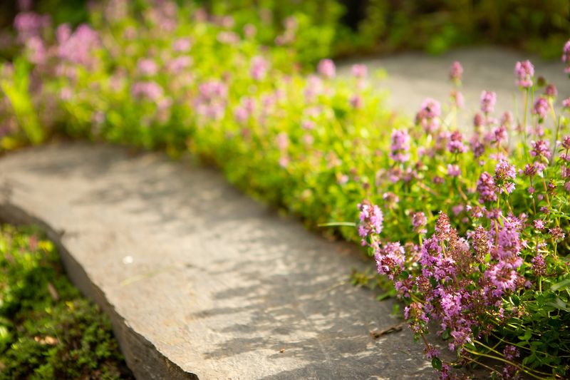 Creeping Thyme Keeps Sunny Paths Looking Neat Creeping Thyme Keeps Sunny Paths Looking Neat