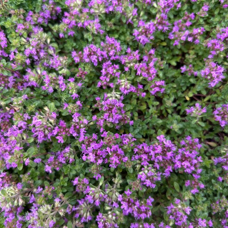 Creeping Thyme Keeps Sunny Walkways Fragrant And Clean Looking Creeping Thyme Keeps Sunny Walkways Fragrant And Clean Looking
