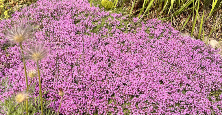 creeping thyme