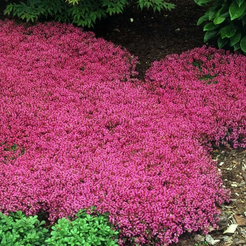 Creeping Thyme Turns Sunny Open Spots Into Blooming Mats