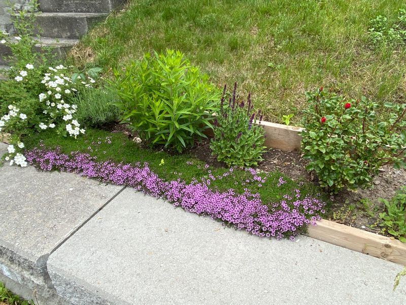 Creeping Thyme