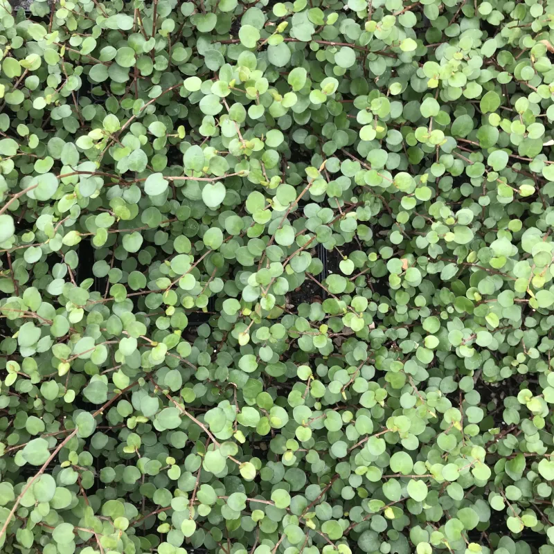 Creeping Wire Vine Works Where Lawns Struggle In Dry Shade