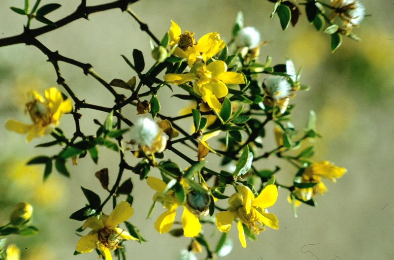 Creosote Bush Fits Tough Sunny Poolside Areas