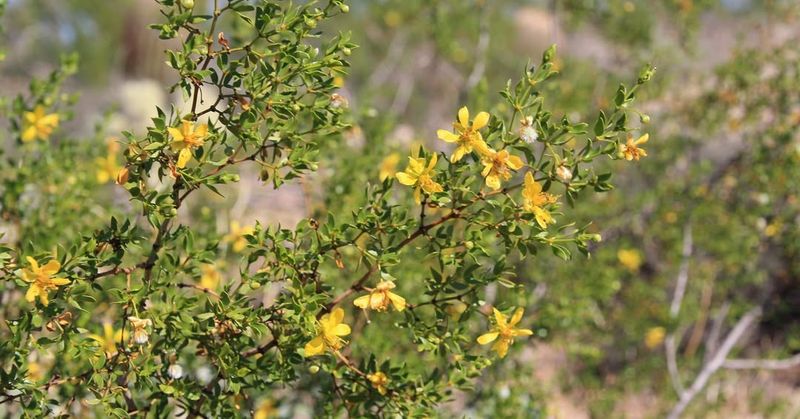 Creosote Bush Survives Extreme Heat With Almost No Water Creosote Bush Survives Extreme Heat With Almost No Water