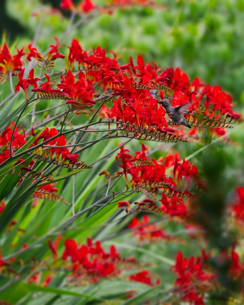 Crocosmia