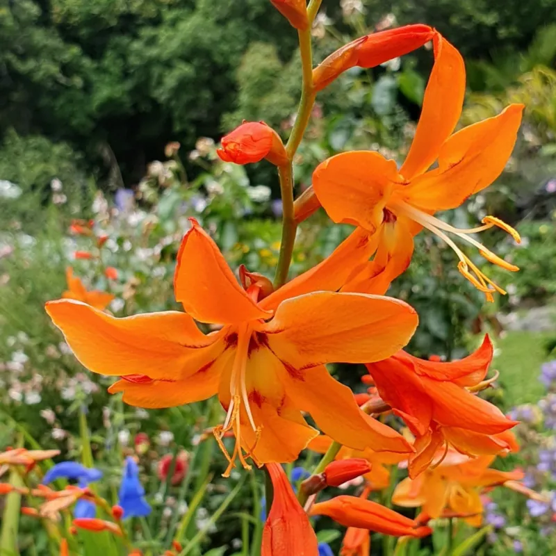 Crocosmia Crocosmia