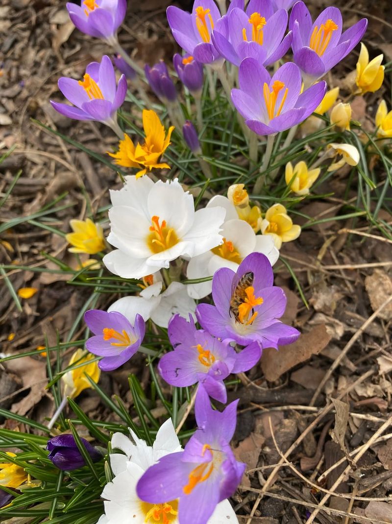 Crocus (Crocus spp.) Brings Color Before Spring Fully Wakes Up Crocus (Crocus spp.) Brings Color Before Spring Fully Wakes Up