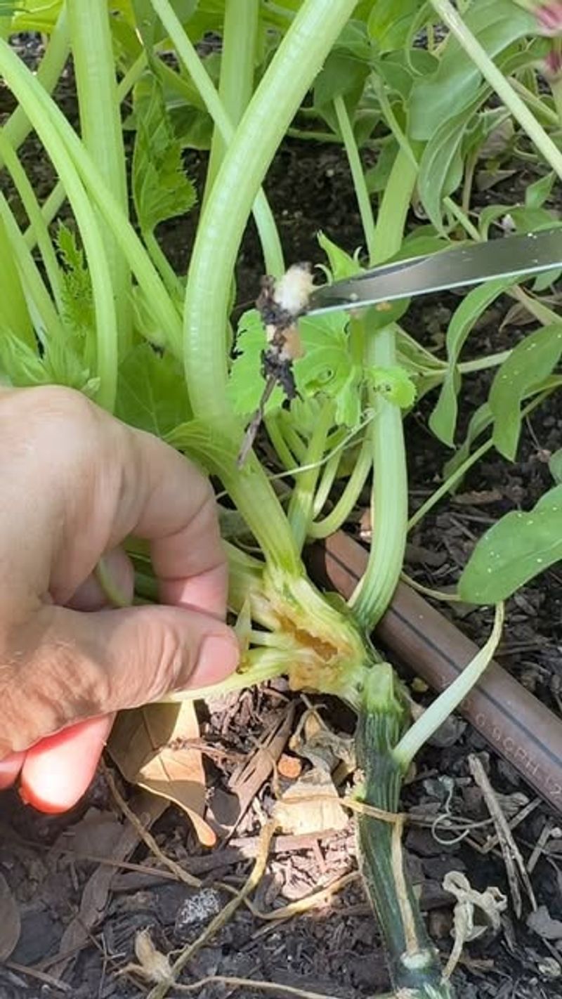 Crop Rotation Helps Reduce Future Squash Vine Borer Problems
