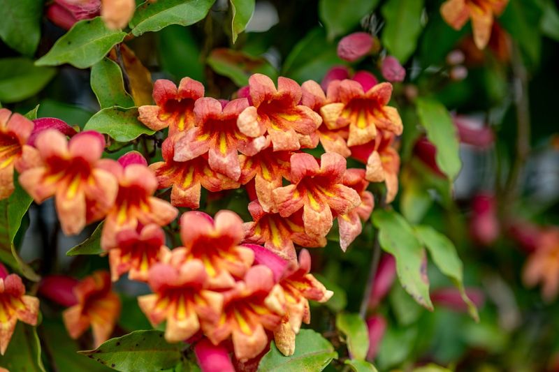 Crossvine Crossvine