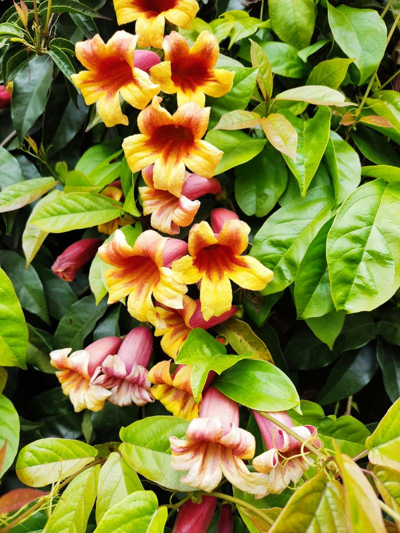 Crossvine (Bignonia Capreolata)