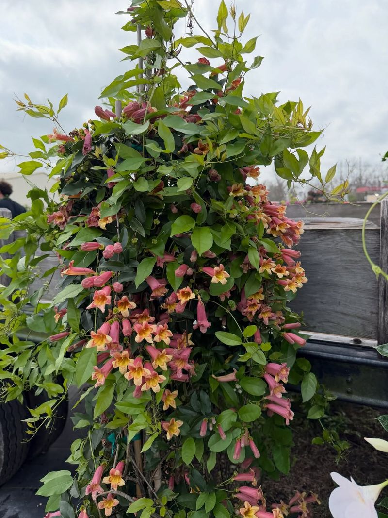 Crossvine Climbs Fast And Blooms Brightly Crossvine Climbs Fast And Blooms Brightly