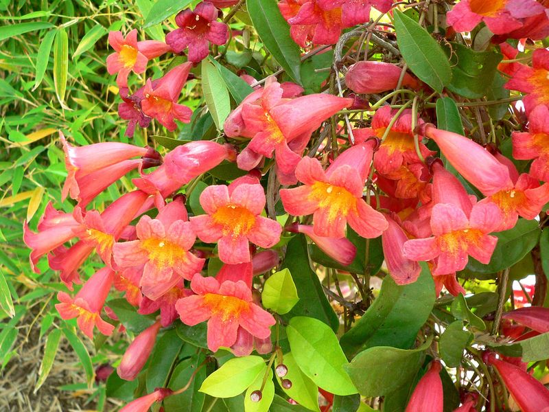 Crossvine Climbs Fast Over Arbors And Fences