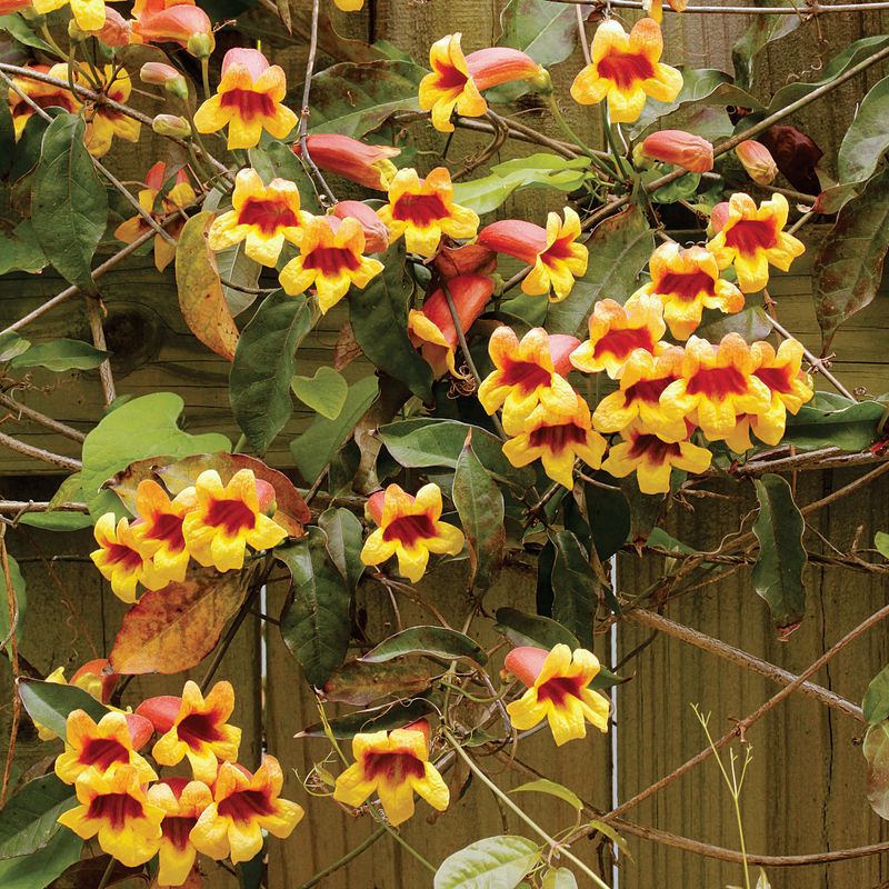 Crossvine Covers A Sunny Fence Fast