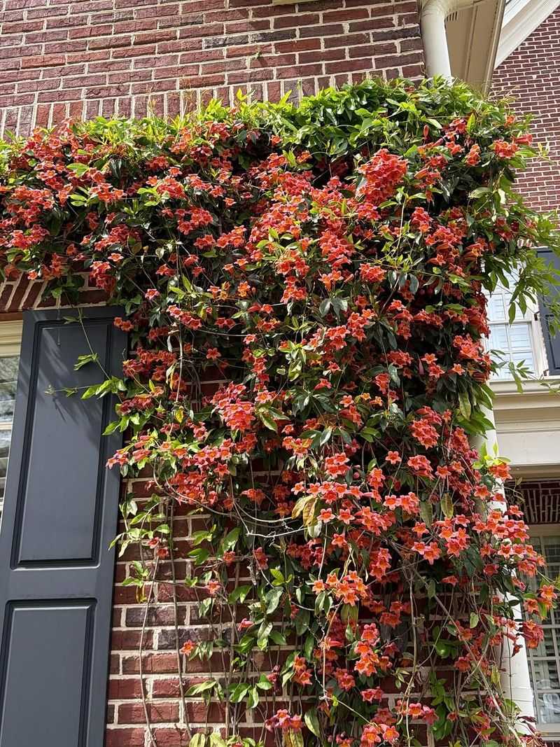 Crossvine Covers Bare Walls With Thick Growth