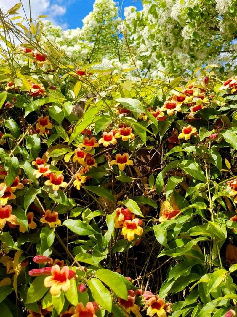 Crossvine Produces Bright Blooms While Climbing Easily Crossvine Produces Bright Blooms While Climbing Easily