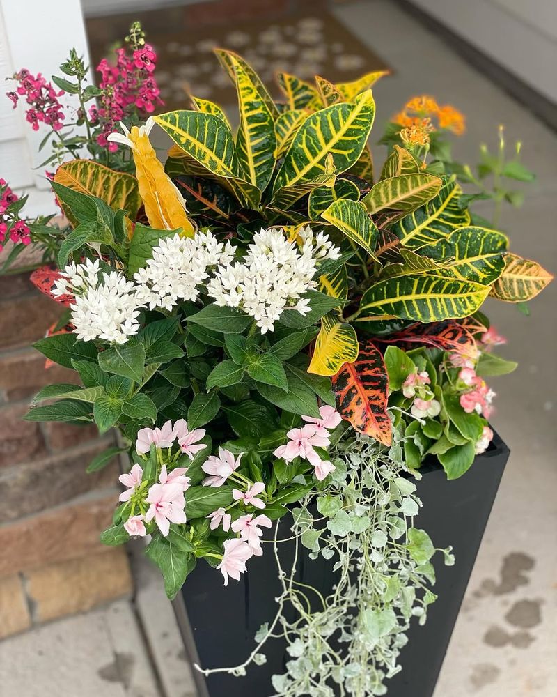 Croton And Pentas Bring Bold Color From Every Angle