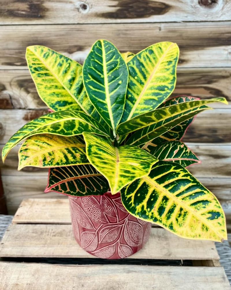 Croton Makes A Patio Feel Tropical Without The Splurge