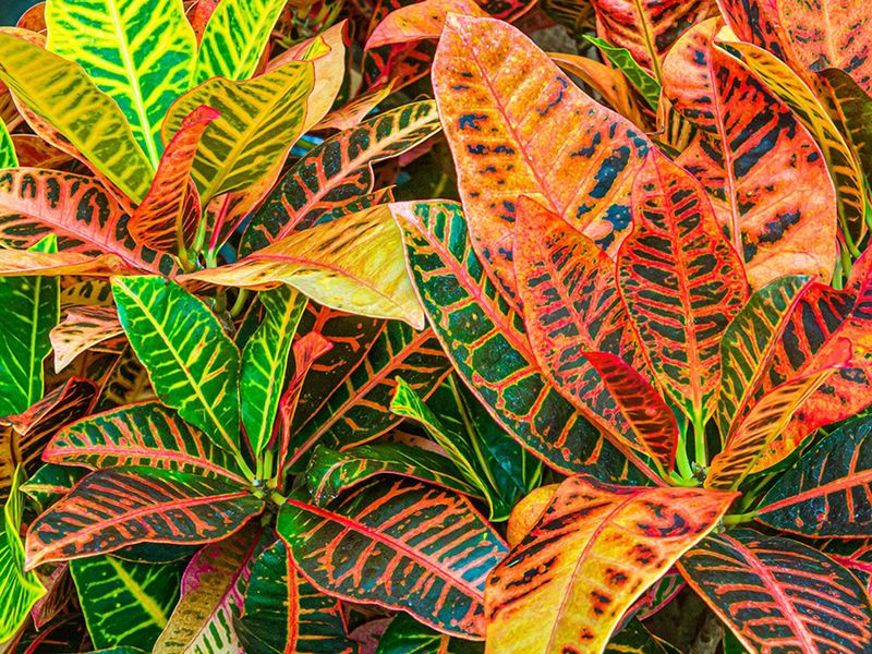 Crotons Should Look Vibrant In May, So What Is Going Wrong?