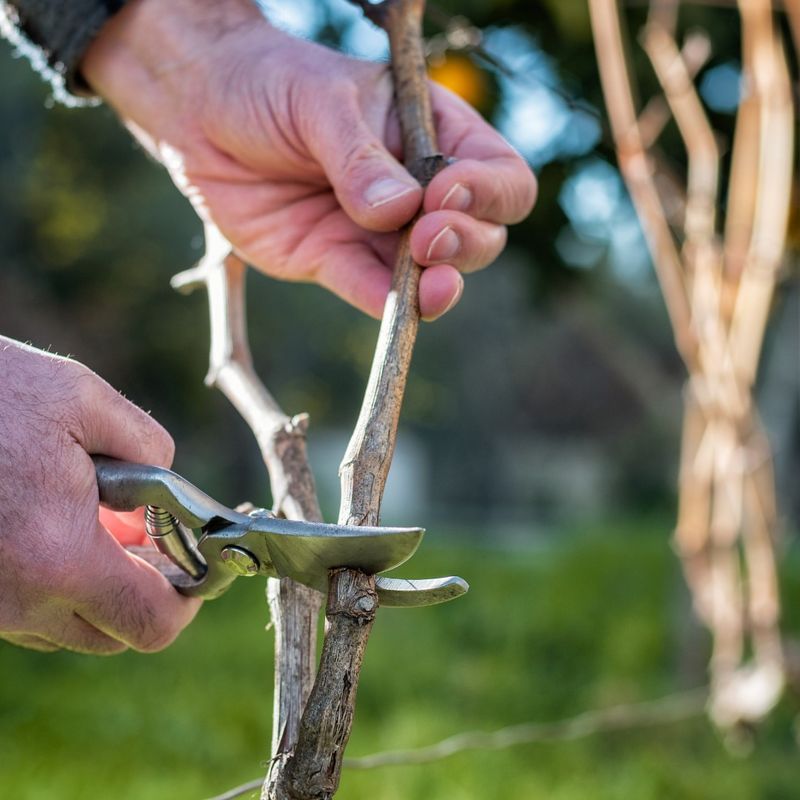 Crowded Branches Can Reduce Airflow Around New Shoots