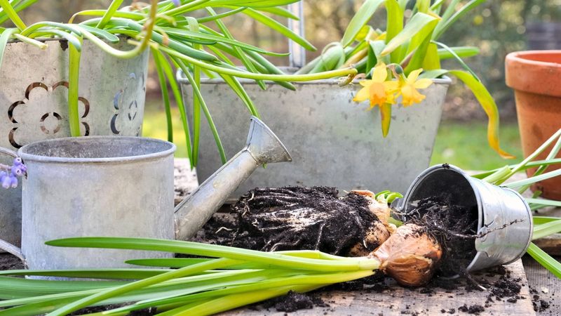 Crowded Bulbs Often Produce Fewer Flowers Over Time Crowded Bulbs Often Produce Fewer Flowers Over Time