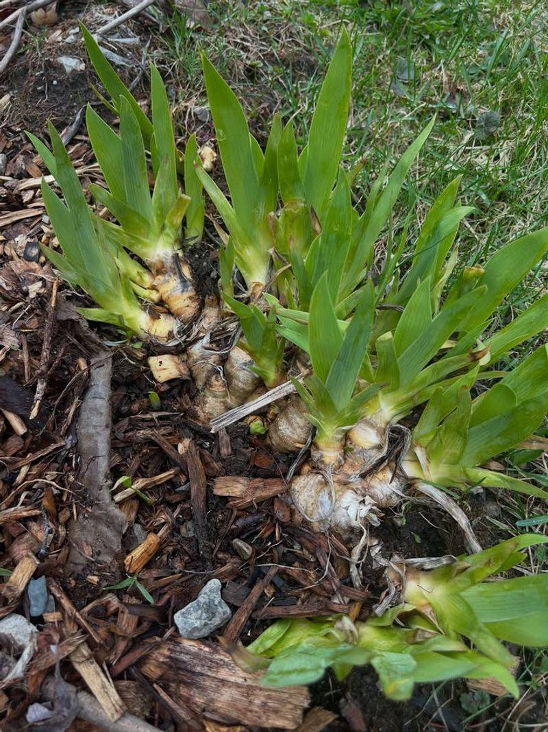 Crowded Clumps Often Produce Fewer Blooms Over Time