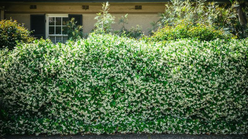 Crowded Fence Rows Limit Healthy Air Circulation Crowded Fence Rows Limit Healthy Air Circulation