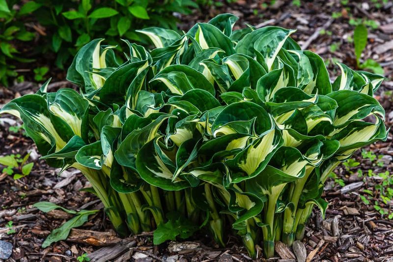 Crowded Hostas Often Produce Smaller Leaves In Michigan Gardens